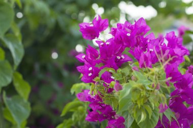 Kırmızı bougainvillea çiçek