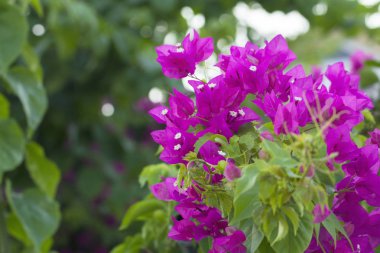 Red Bougainvillea flower clipart