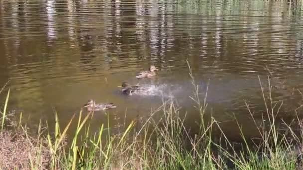 Canards nageant dans les marais en été 