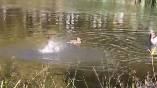 Patos nadando en el pantano en verano — Vídeo de stock