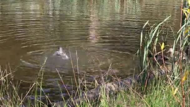 Canards nageant dans les marais en été 