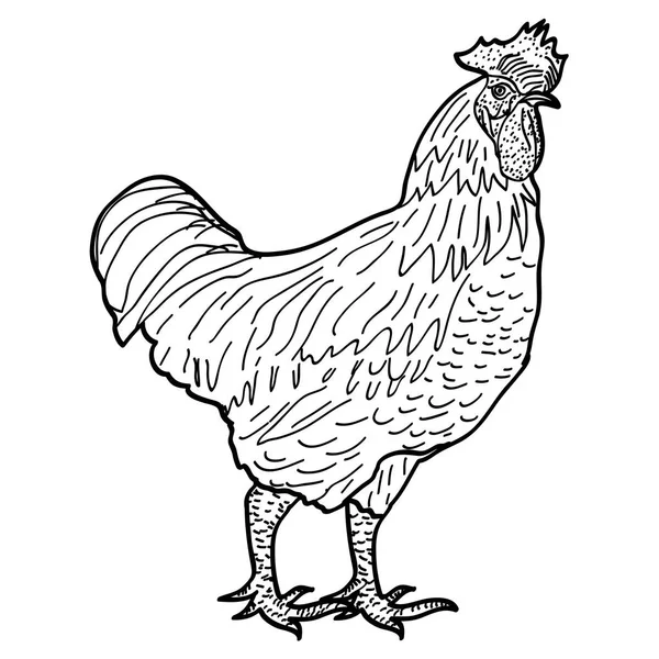 Symbole du Nouvel An 2017 et du Coq Rouge de Noël. Croquis de coq icône isolée. Illustration vectorielle — Image vectorielle