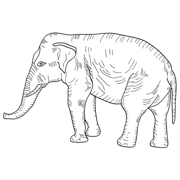 Desenhe um grande elefante africano sobre fundo branco. Ilustração vetorial —  Vetores de Stock