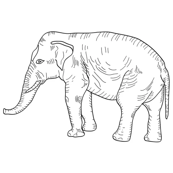 Disegna un grande elefante africano su sfondo bianco. Illustrazione vettoriale — Vettoriale Stock