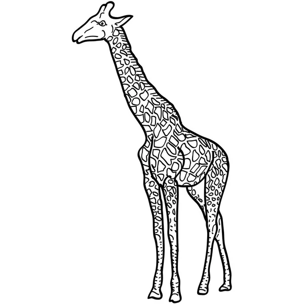 Esboço de uma girafa africana alta sobre fundo branco. Ilustração vetorial — Vetor de Stock