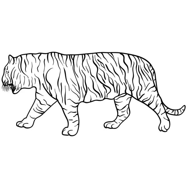 Dibuja un hermoso tigre sobre un fondo blanco. Ilustración vectorial — Archivo Imágenes Vectoriales