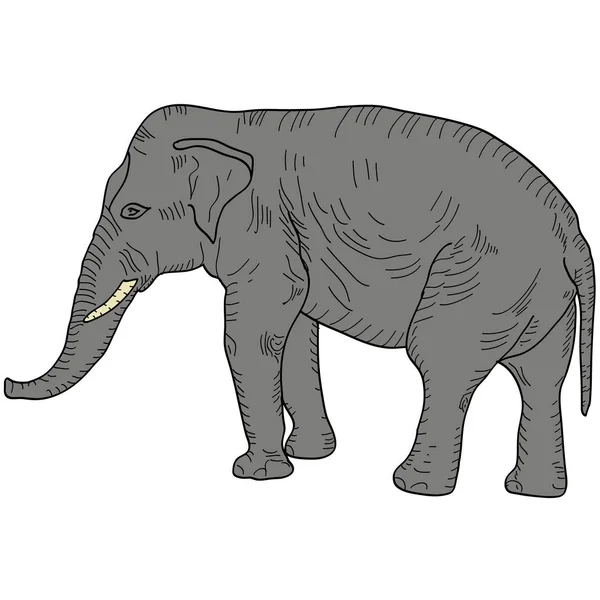 Szkic duży słoń afrykański na białym tle. Ilustracja wektorowa — Wektor stockowy