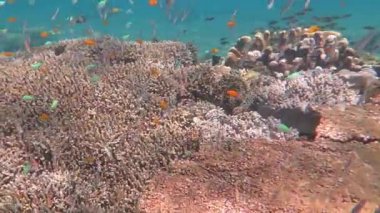 Gelişen mercan canlı deniz yaşamı ve sürüler halinde balık, Bali ile