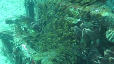 Gelişen mercan canlı deniz yaşamı ve sürüler halinde balık, Bali ile
