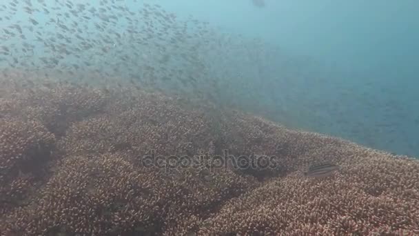 Blomstrande korallrev med marint liv och stim av fiskar, Bali — Stockvideo