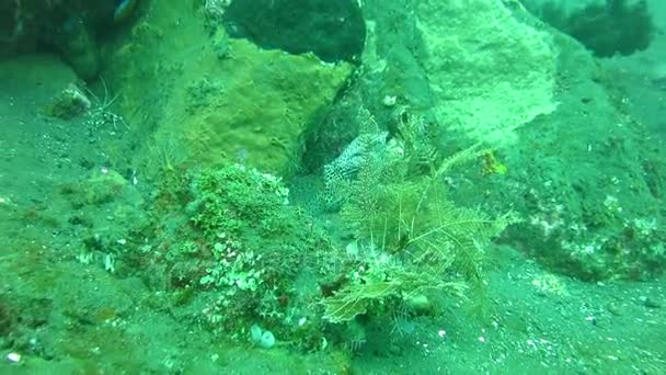 Γίγαντας στίγματα moray κρύβονται μεταξύ των κοραλλιογενών υφάλων στον πυθμένα των ωκεανών, Μπαλί — Αρχείο Βίντεο