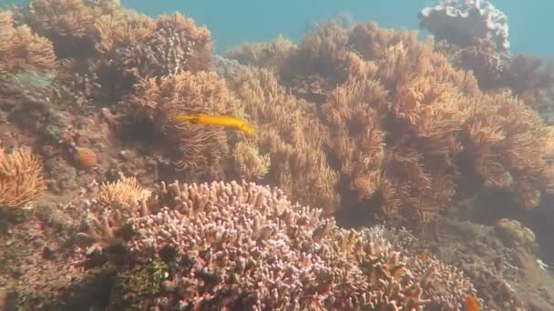 Gelişen mercan canlı deniz yaşamı ve sürüler halinde balık, Bali ile — Stok video