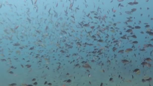 Кормовые коралловые рифы, живые морской жизнью и косяками рыбы, Бали — стоковое видео