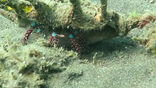 Cangrejo ermitaño en las aguas tropicales de Bali, Indonesia — Vídeos de Stock