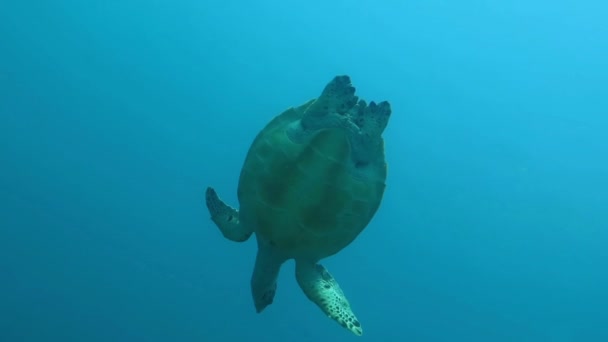 Hawksbill corrente tartaruga marina sulla barriera corallina isola di Bali — Video Stock