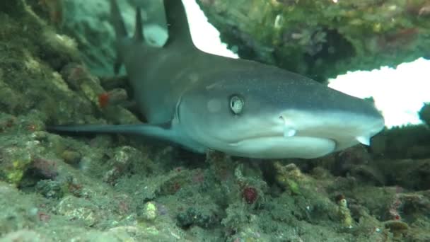 Μαύρη άκρη reef καρχαρίες να κολυμπούν υποβρύχια — Αρχείο Βίντεο