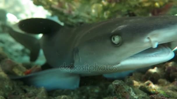 Tubarões de recife de ponta preta nadando debaixo d 'água — Vídeo de Stock