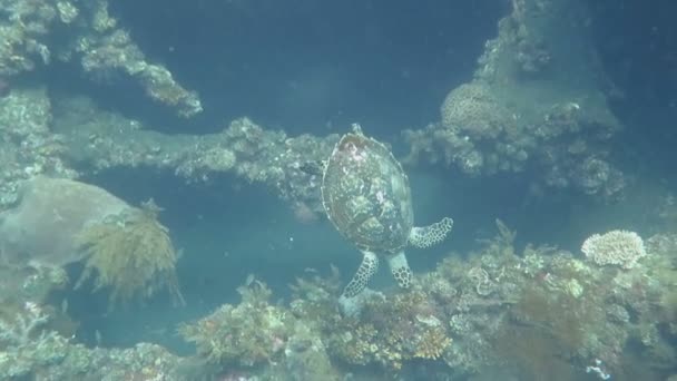Hawksbill tortuga marina corriente en la isla de arrecife de coral Bali — Vídeos de Stock