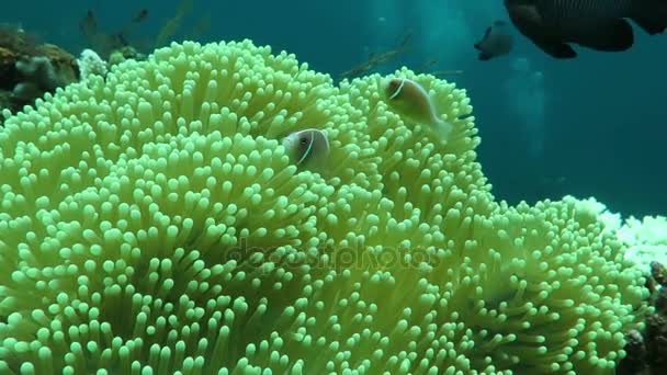 Morph η clownfish παλιάνθρωπος καταφύγιο σε μια γιγαντιαία carpet anemone Μπαλί — Αρχείο Βίντεο