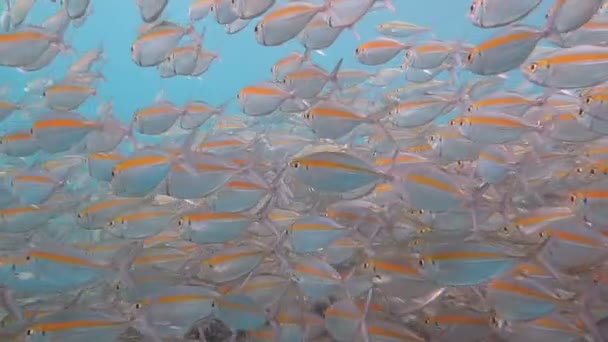 Škola sardinek v Rudém moři — Stock video