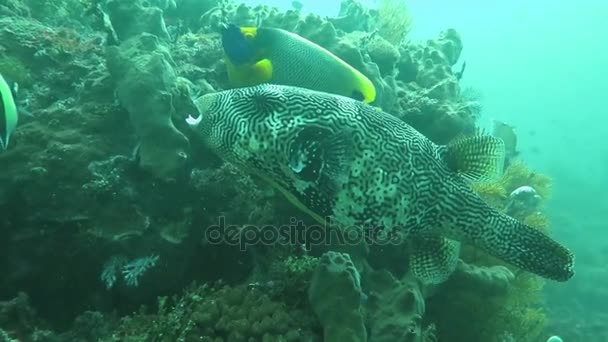 Boxfish floating in the depths of the ocean near the island of Bali — Stock Video