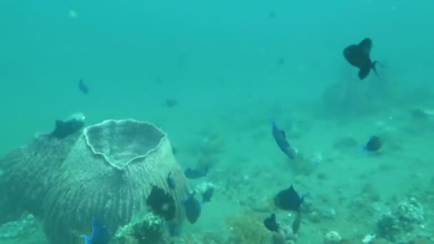 Gelişen mercan canlı deniz yaşamı ve sürüler halinde balık, Bali ile — Stok video