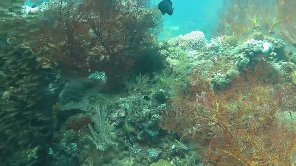 Récif corallien prospère vivant avec la vie marine et les hauts-fonds de poissons, Bali — Video