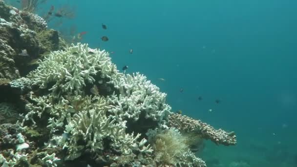蓬勃发展的珊瑚礁鱼群，巴厘岛与海洋生命活着 — 图库视频影像