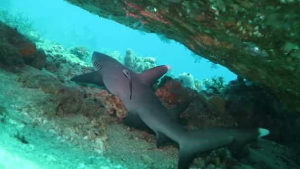 Μαύρη άκρη reef καρχαρίες να κολυμπούν υποβρύχια — Αρχείο Βίντεο