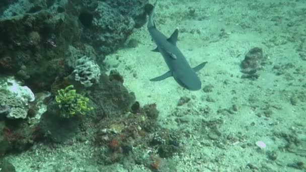 Чёрные рифовые акулы плавают под водой — стоковое видео