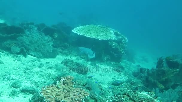 Tiburones de punta negra nadando bajo el agua — Vídeos de Stock