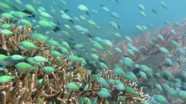 Gelişen mercan canlı deniz yaşamı ve sürüler halinde balık, Bali ile