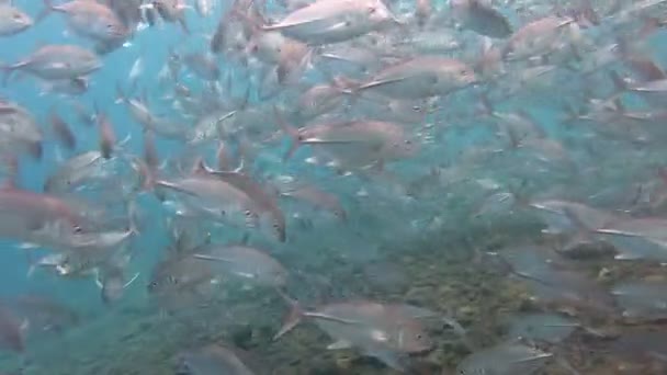 École de Sardine en Mer Rouge — Video