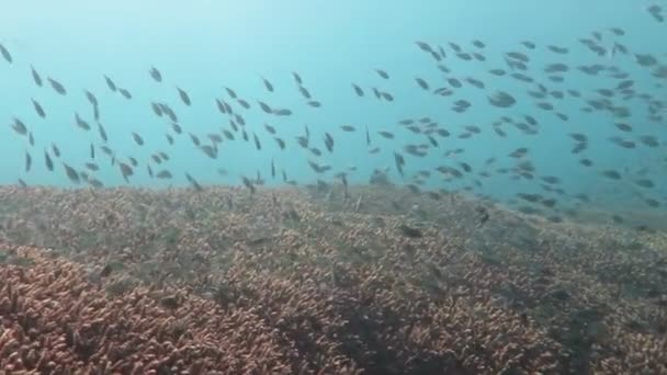 Gelişen mercan canlı deniz yaşamı ve sürüler halinde balık, Bali ile — Stok video