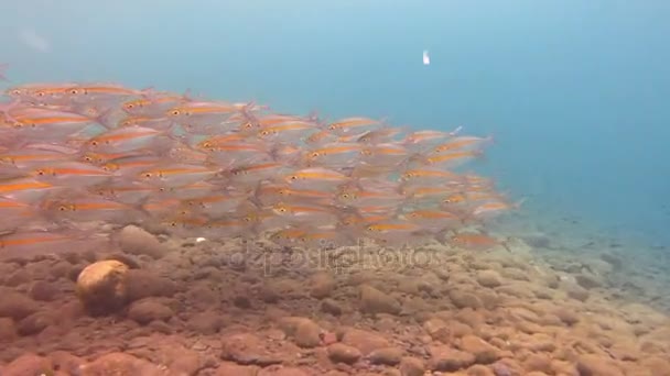 Sardinenschule im Roten Meer — Stockvideo