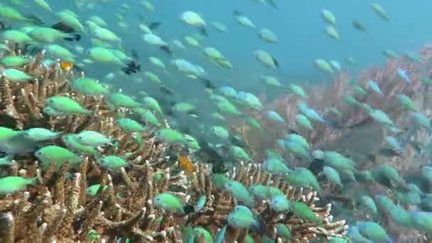 แนวปะการังที่เจริญรุ่งเรืองมีชีวิตชีวาด้วยชีวิตทางทะเลและรองเท้าของปลา, บาหลี — วีดีโอสต็อก