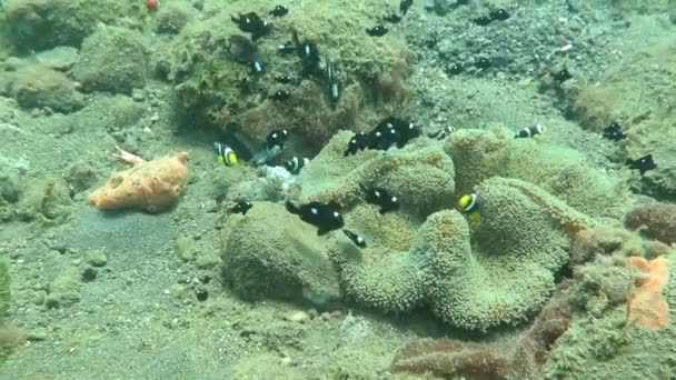 Gelişen mercan canlı deniz yaşamı ve sürüler halinde balık, Bali ile — Stok video