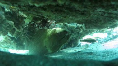 Dev moray mercan okyanus tabanında, Bali arasında gizleme