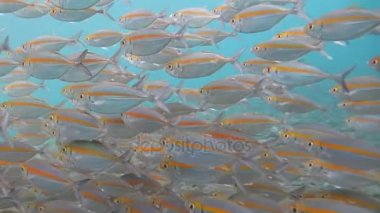 Kızıldeniz okulda sardalya