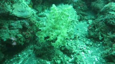 vahşi mürekkepbalığı gizleme ve temiz mavi suda çalışan