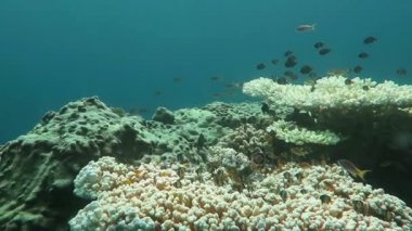 Gelişen mercan canlı deniz yaşamı ve sürüler halinde balık, Bali ile