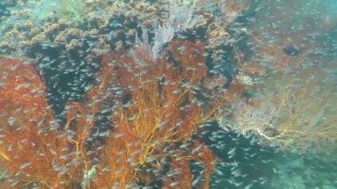Gelişen mercan canlı deniz yaşamı ve sürüler halinde balık, Bali ile