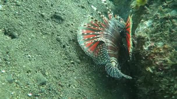 Pterois Lionfish στον κοραλλιογενή ύφαλο Μπαλί — Αρχείο Βίντεο