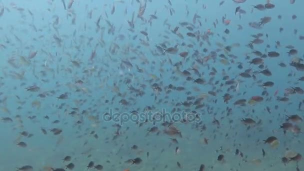 Recife de coral próspero vivo com vida marinha e cardumes de peixes, Bali — Vídeo de Stock