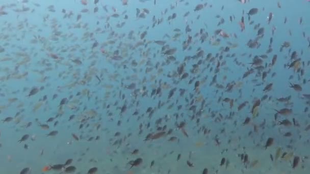 Bloeiende koraal rif leven met zeeleven en ondiepten van vissen, Bali — Stockvideo