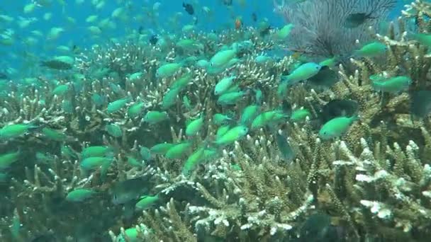 성숙한 산호초 해양 생물과 물고기, 발리의 떼와 함께 살아 — 비디오