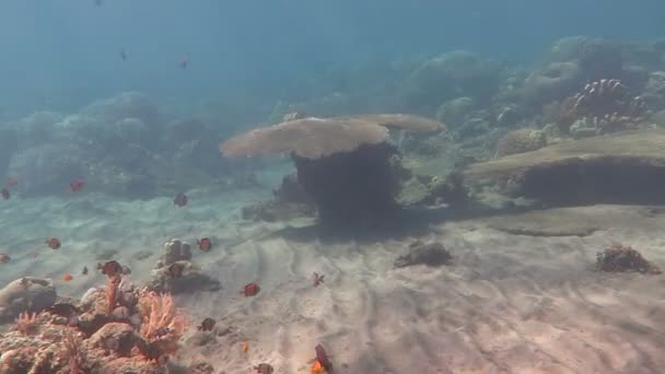 Recife de coral próspero vivo com vida marinha e cardumes de peixes, Bali — Vídeo de Stock