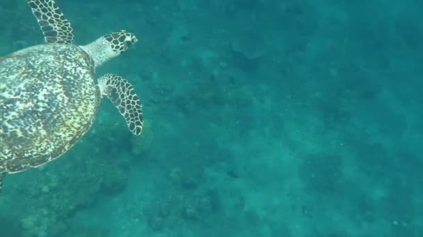 Hawksbill tortuga marina corriente en la isla de arrecife de coral Bali — Vídeos de Stock