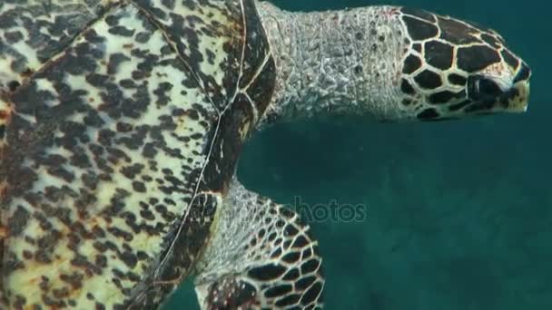 Hawksbill tortuga marina corriente en la isla de arrecife de coral Bali — Vídeos de Stock