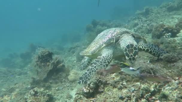 Hawksbill tortuga marina corriente en la isla de arrecife de coral Bali — Vídeo de stock